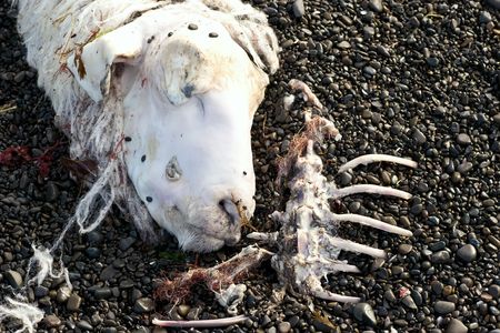 A dead sheep sunbathes on the stoney beach after recent floods.の写真素材