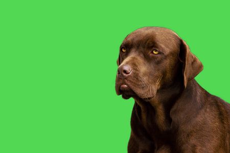 Labrador dog sits and sulksの写真素材