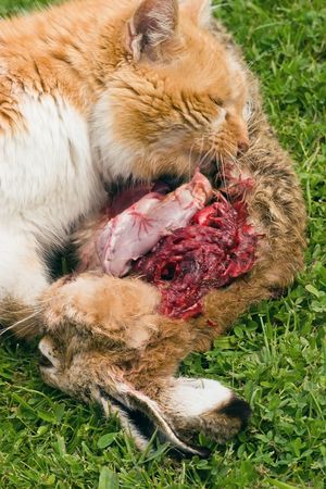 A domestic cat tucks into a meal of a freshly caught rabbit. The cat consumed most of the internal organs first.の写真素材