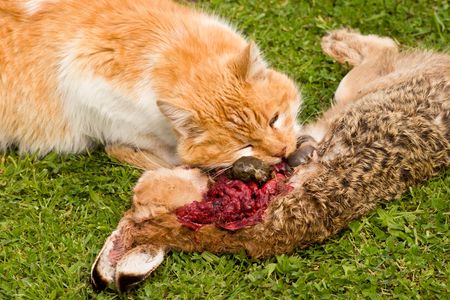 A domestic cat tucks into a meal of a freshly caught rabbit. The cat consumed most of the internal organs first.の写真素材