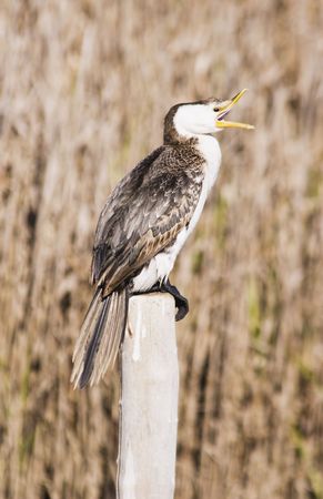 A cormorant sitting on a post. Haumoana Wetlands, Hawke's Bay, New Zealandの写真素材