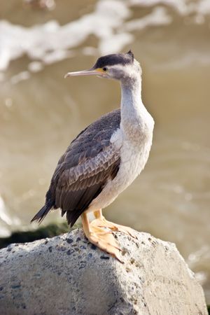 A cormorant sits and suns itself on a rock at the Haumoana Groyne, Hawke's Bay, New Zealand.の写真素材