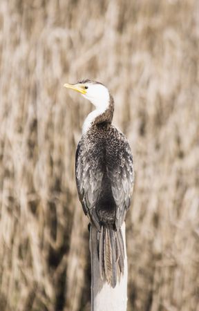 A cormorant sitting on a post. Haumoana Wetlands, Hawke's Bay, New Zealandの写真素材