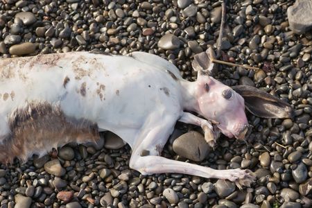 A hare lies on the stones on Haumoana beach after recent floods.の写真素材