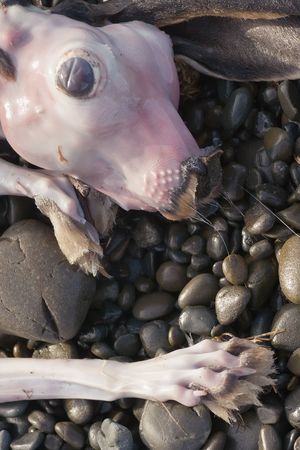A hare lies on the stones on Haumoana beach after recent floods.の写真素材