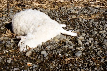 A dead sheep lies on the riverbed where it has been washed up.の写真素材