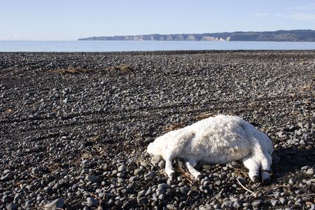 A dead sheep laying on the riverbank. Cape Kidnappers in the background. Hawke's Bay, New Zealandの写真素材