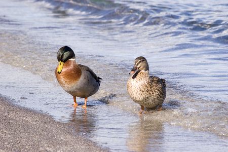 A pair of ducks at Lake Taupo, New Zealandの写真素材