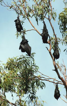 Fruit bats are frugivorous or nectarivorous, i.e., they eat fruits or lick nectar from flowers. Often the fruits are crushed and only the juices consumed. The teeth are adapted to bite through hard fruit skins. Most fruit bats have large eyes, allowing thの写真素材