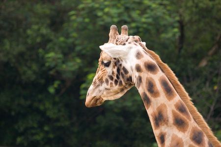 A giraffe (Giraffa camelopardalis) head and neck in profileの写真素材
