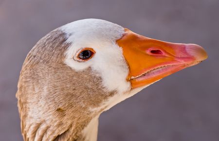 A goose came to see what we were having for our picnic lunch - I exchanged some bread for a photo.の写真素材