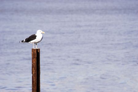 A seagull surveys his domainの写真素材