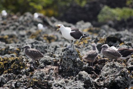 Shots of the Blackback Gull breeding colony on Rangitoto Island, Hauraki Gulf, New Zealand. の写真素材