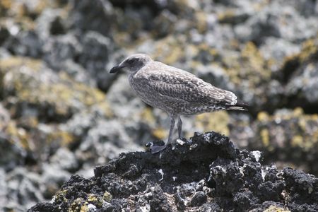 Shots of the Blackback Gull breeding colony on Rangitoto Island, Hauraki Gulf, New Zealand. の写真素材
