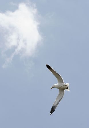 Shots of the Blackback Gull breeding colony on Rangitoto Island, Hauraki Gulf, New Zealand. の写真素材