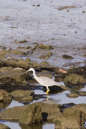 A heron looks for fish in the rock pools - Haumoana, New Zealandの写真素材