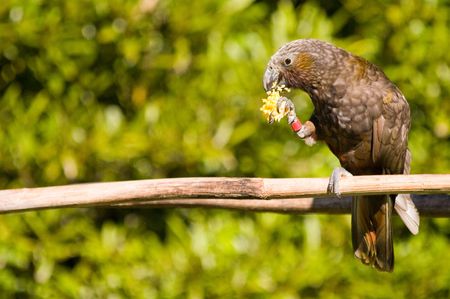 A kaka (Nestor meridionalis septentriona), a native New Zealand Parrot, feeding on a corn cob at Mount Bruce, Wairarapa, New Zealandの写真素材
