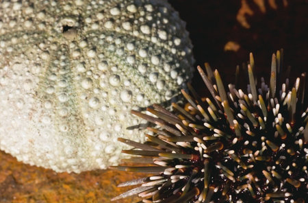 The New Zealand sea urchin (or kina in the Maori language), Evechinus chloroticus, is endemic to New...