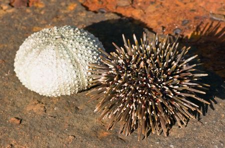 The New Zealand sea urchin (or kina in the Maori language), Evechinus chloroticus, is endemic to New Zealand and certain sub-antarctic islands. On the left is the shell and on the right the living invertebrate with spines.の写真素材