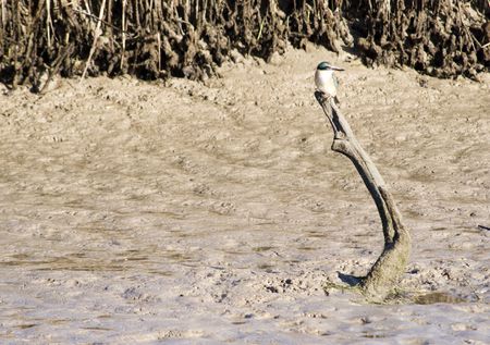 A kingfisher sits on a stick in the mud - Haumoana, New Zealandの写真素材