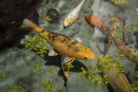 Koi carp photogrpahedat the National Aquarium of New Zealandの写真素材