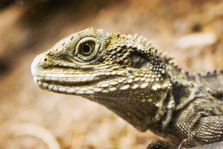 Lizard at the National Aquarium of New Zealand in Napier, Hawke's Bay, New Zealandの写真素材