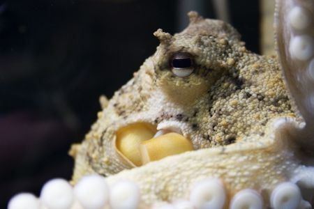 An octopus photographed at the National Aquarium of New Zealandの写真素材