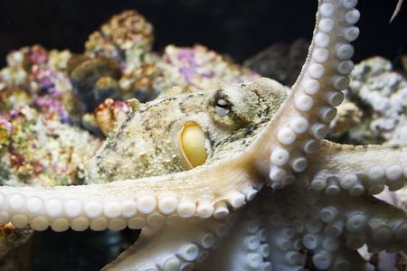 An octopus photographed at the National Aquarium of New Zealandの写真素材