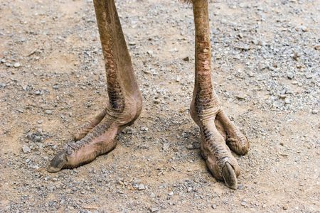 The incredibly powerful looking feet of an ostrichの写真素材