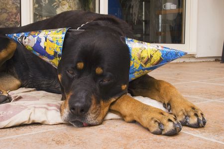 I am not amused - a Rottweiler really gets into the party spiritの写真素材