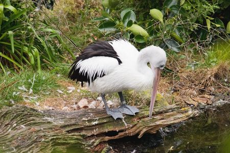 A pelican (Pelecanus conspicillatus) sits on a log by a streamの写真素材
