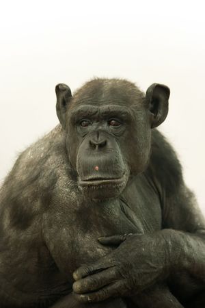An ape sits and thinks about einsteins theory of relativityの写真素材