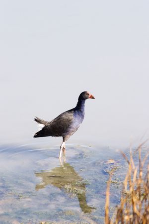 A pukeko at Haumoana, Hawke's Bay, New Zealandの写真素材