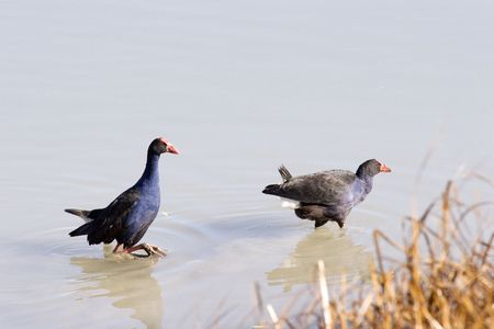 A pair of pukeko at Haumoana, Hawke's Bay, New Zealandの写真素材