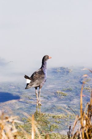 A pukeko at Haumoana, Hawke's Bay, New Zealandの写真素材