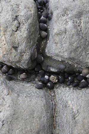 A cluster of snails on a rockの写真素材