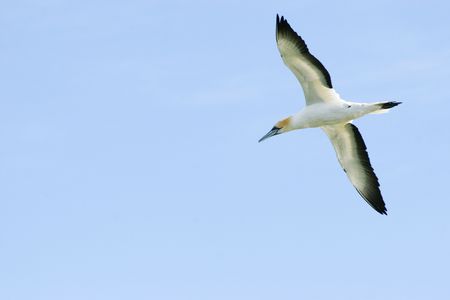 An Australasian gannet (Sulidae Morus Serrator) soars through the sky at Haumoana Beach, Hawke's Bay, New Zealand.の写真素材