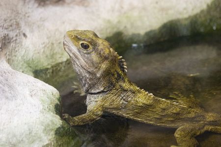 A Tuatara rests in a pool at the National Aquarium of New Zealandの写真素材