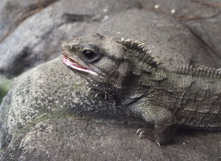 A Tuatara rests on a rock at the National Aquarium of New Zealandの写真素材