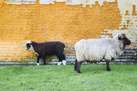 Two sheep standing by an old grain siloの写真素材