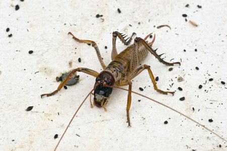 Weta are large by insect standards, some species among the largest and heaviest in the world. Their physical appearance is that of a cross between a cockroach and a cricket with the addition of large legs. Weta have survived virtually unchanged since the の写真素材