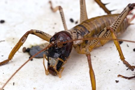 Weta are large by insect standards, some species among the largest and heaviest in the world. Their physical appearance is that of a cross between a cockroach and a cricket with the addition of large legs. Weta have survived virtually unchanged since the の写真素材