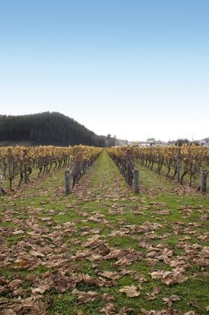 Grape vines in Hawke's Bay, New Zealandの写真素材