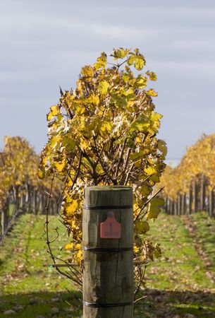 Grape vines in Hawke's Bay, New Zealandの写真素材