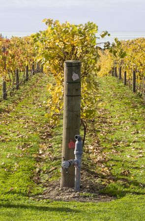 Grape vines in Hawke's Bay, New Zealandの写真素材