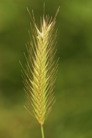 A head of barley grassの写真素材
