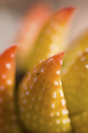 A macro shot of a small cactus plant