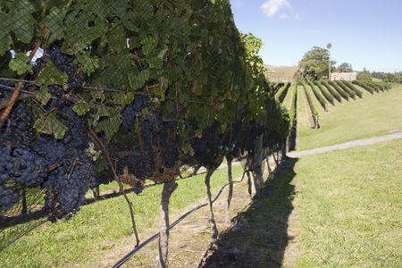 Grapes ready for Harvest, Havelock North, Hawke's Bayの写真素材