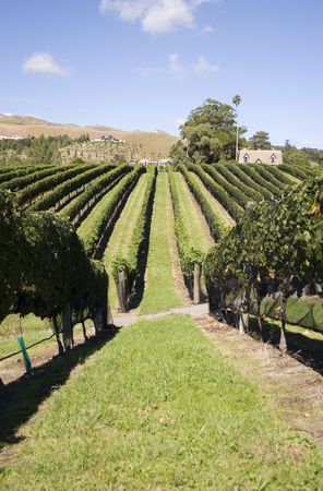 Grapes ready for Harvest, Havelock North, Hawke's Bayの写真素材
