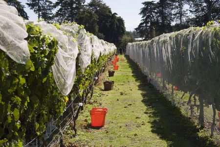 Grapes being harvested, Havelock North, Hawke's Bayの写真素材